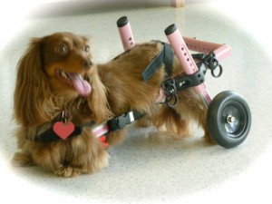 Dashhound Walkin Wheels Mini cart