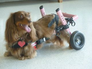 Dachshund in Walkin Wheels