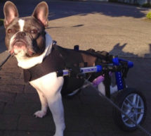 Walkin Wheels Accessories and Upgrades | Dog Wheelchairs, Dog Carts